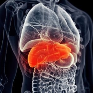Liver Elastography